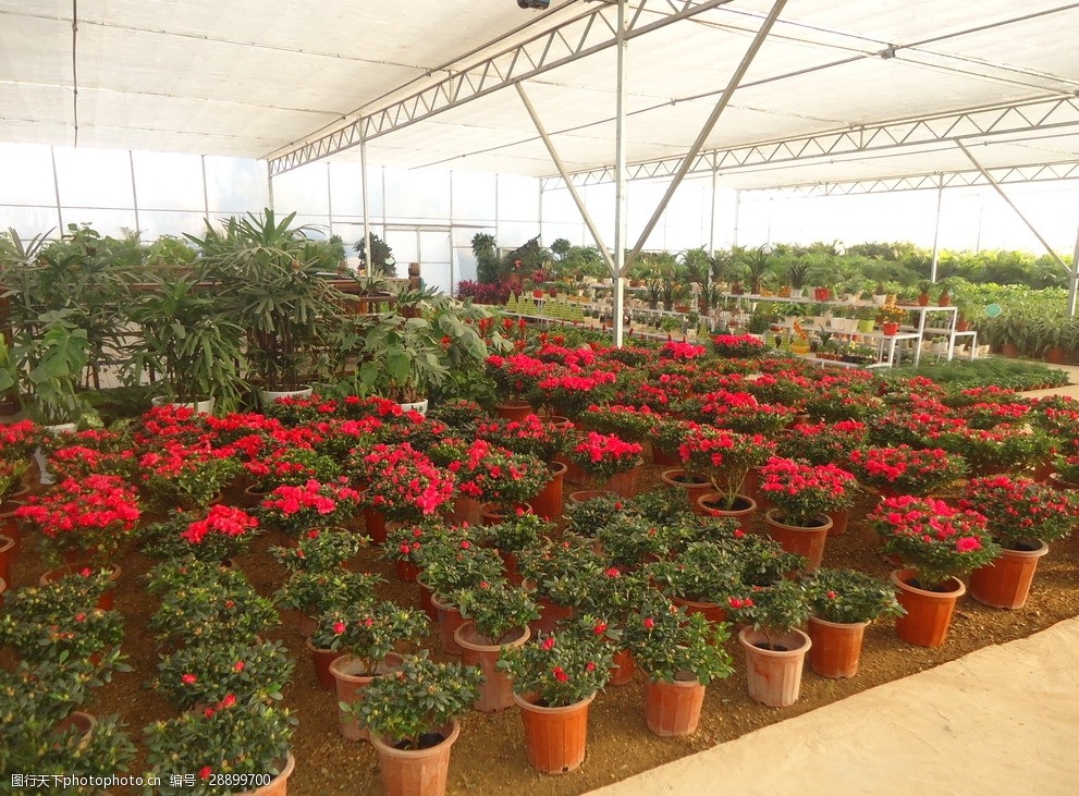 花卉生產是龐各莊農業的又一特色產業